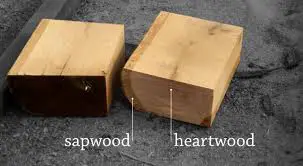 Sapwood and heartwood